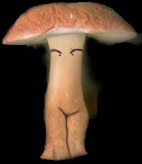 shrooms stand